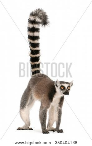 Ring-tailed lemur, Lemur catta, 7 years old, in front of white background