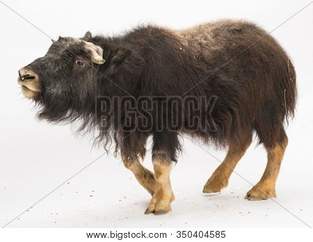Young Muskox, Ovibos moschatus, isolated on white