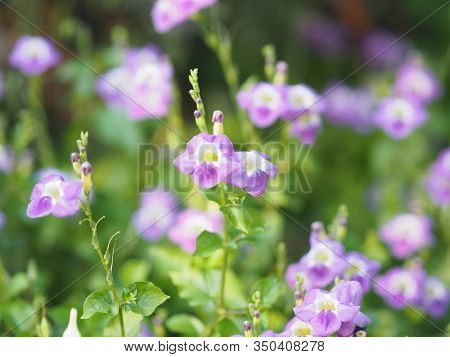 Creeping Foxglove, Acanthaceae, Creeping Foxglove Name Purple Flower Spreading, Herbaceous Groundcov