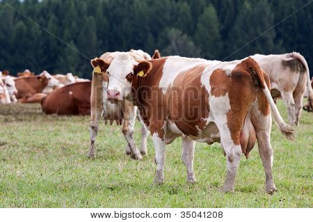 Dairy Cows In Pasture