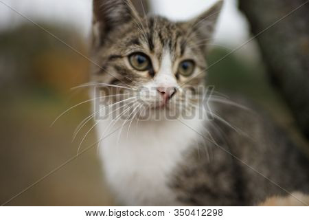Cute Kitten Closeup Portrait. Lovely Young Cat In Nature.