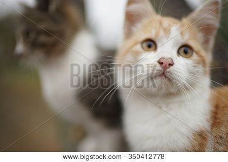 Lovely Ginger Kitten Closeup Portrait. Cute Young Cat In Nature.