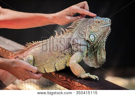 A Male Green Iguana Or American Iguana With Spines And Dewlap A Large Neck Bag
