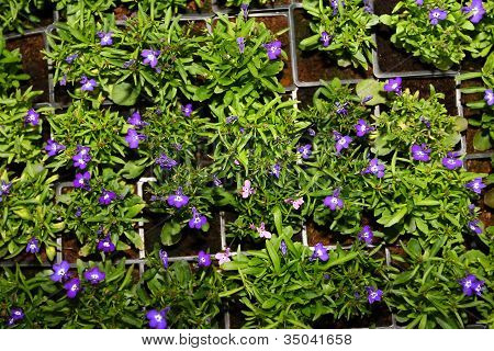 pequenas flores azuis em um pote