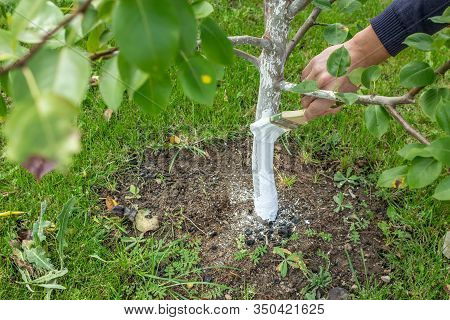 Whitewashing The Trunk Of A Young Apple Tree. Hand With A Brush Covering The Tree With White Paint T