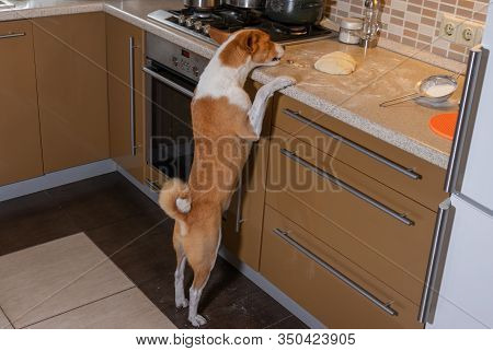 Hungry And Impudent Basenji Dog Trying To Steal Pizza Dough On A Kitchen Bar While Being Home Alone