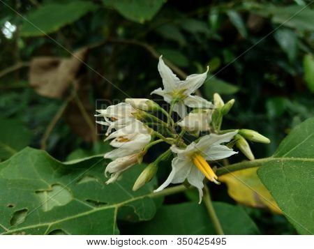 Mini Eggplant (solanum Torvum) With Green Leaves And White Flowers