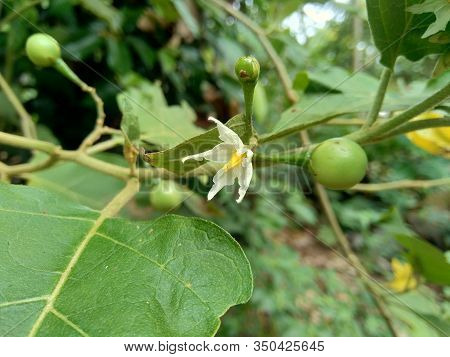 Mini Eggplant (solanum Torvum) With Green Leaves And White Flowers