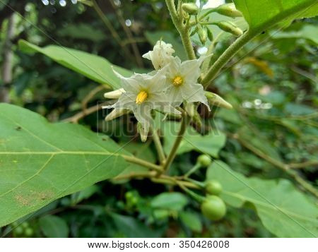 Mini Eggplant (solanum Torvum) With Green Leaves And White Flowers