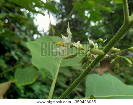 Mini Eggplant (solanum Torvum) With Green Leaves And White Flowers