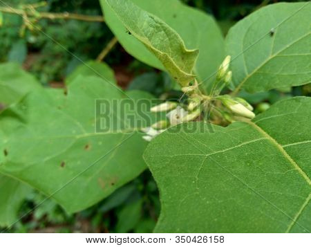 Mini Eggplant (solanum Torvum) With Green Leaves And White Flowers