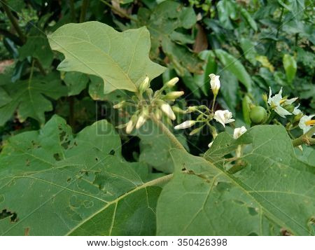 Mini Eggplant (solanum Torvum) With Green Leaves And White Flowers
