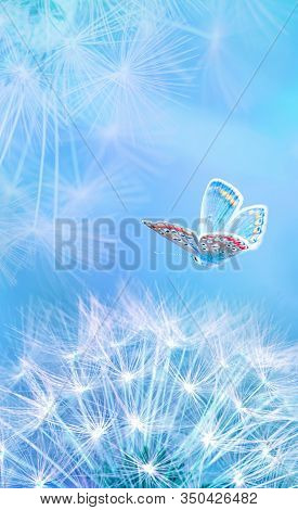 Beautiful Dandelion Seeds Closeup Blowing And Butterfly On Light Blue Vertical Background. Soft Past