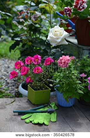 Pink Purslane Flower, White Rose And Petuni In Pots With Working Gloves And Tools. Vintage Botanical