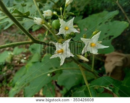 Mini Eggplant (solanum Torvum) With Green Leaves And White Flowers