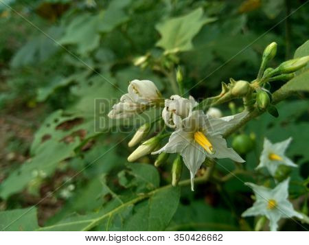 Mini Eggplant (solanum Torvum) With Green Leaves And White Flowers