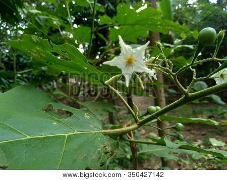 Mini Eggplant (solanum Torvum) With Green Leaves And White Flowers