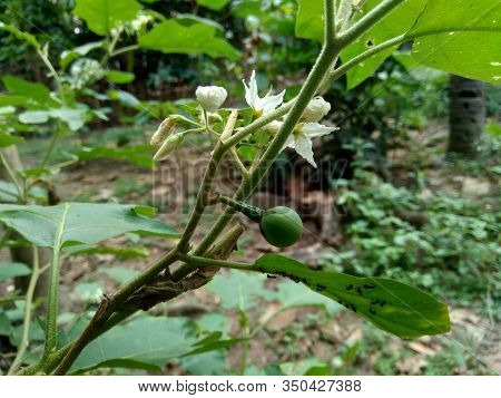 Mini Eggplant (solanum Torvum) With Green Leaves And White Flowers