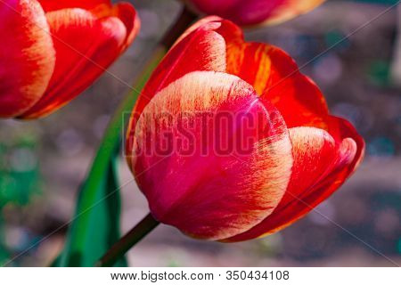 Beautiful Bright Red Tulips In The Photo With A Blurred Background And Soft Focus Trick For Greeting