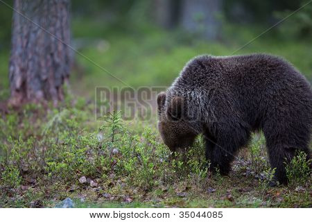 Baby cub bruine beer in Finland forest