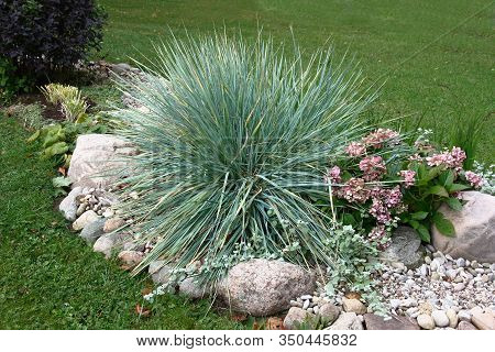 In The Park Among A Lawn Big And Small Stones Issued A Flower Bed. There Among Different Plants The 
