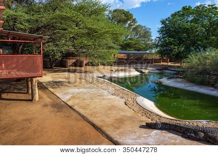 Otjiwarongo, Namibia - April 4, 2019 : Crocodiles Relaxing In An Artificial Lake At The Crocodile Fa
