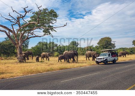 Kasane, Botswana - April 8, 2019 : Herd Of Elephants Crossing The Road Around A Safari Car With Tour