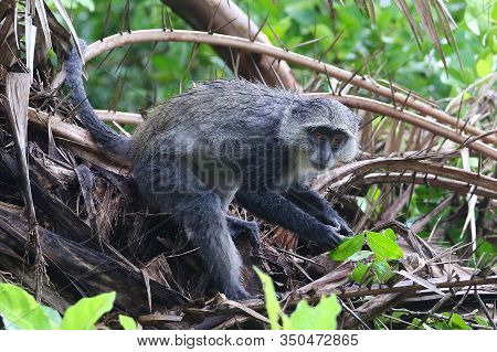 Blue Monkey Cercopithecus Mitis In Jozani Rainforest Zanzibar