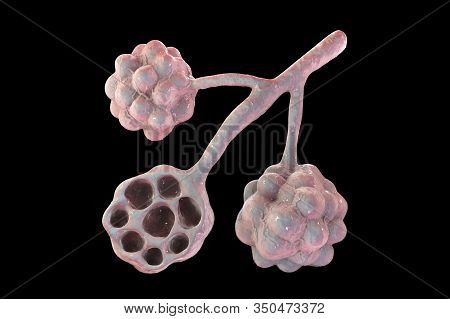 Anatomy Of Alveoli In Lungs, Illustration. Microstructure Of Respiratory System, 3d Illustration