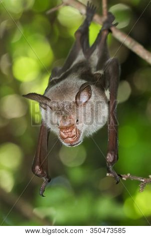 Striped Leaf-nosed Bat, Macronycteris Vittatus On The Branch