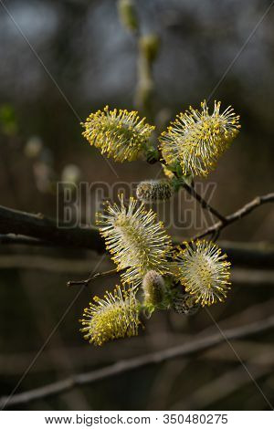 Early Blossoms In Spring On A Sunny Day