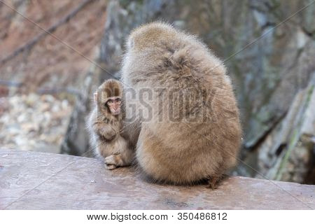 A Japanese Baby Snow Monkey Or Macaque With Hot Spring On-sen In Jigokudani Monkey Park, Shimotakai