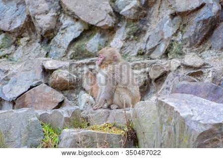 A Japanese Baby Snow Monkey Or Macaque With Hot Spring On-sen In Jigokudani Monkey Park, Shimotakai
