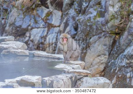 A Japanese Snow Monkey Or Macaque With Hot Spring On-sen In Jigokudani Monkey Park, Shimotakai Distr