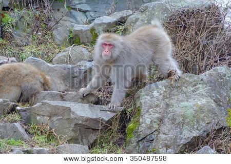 A Japanese Snow Monkey Or Macaque With Hot Spring On-sen In Jigokudani Monkey Park, Shimotakai Distr