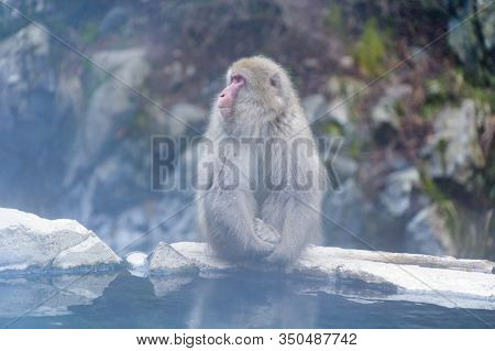 A Japanese Snow Monkey Or Macaque With Hot Spring On-sen In Jigokudani Monkey Park, Shimotakai Distr