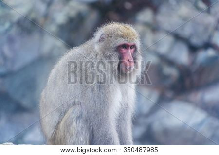 A Japanese Snow Monkey Or Macaque With Hot Spring On-sen In Jigokudani Monkey Park, Shimotakai Distr