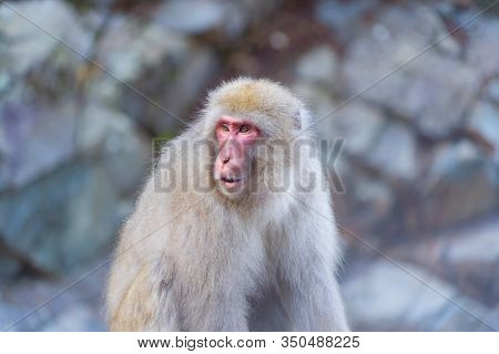 A Japanese Snow Monkey Or Macaque With Hot Spring On-sen In Jigokudani Monkey Park, Shimotakai Distr