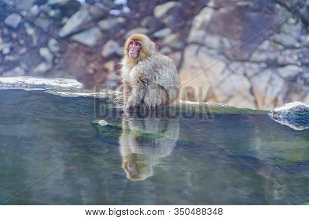 A Japanese Snow Monkey Or Macaque With Hot Spring On-sen In Jigokudani Monkey Park, Shimotakai Distr