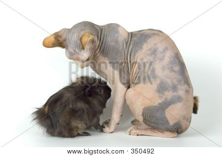 Canadian Sphynx i Porpoise