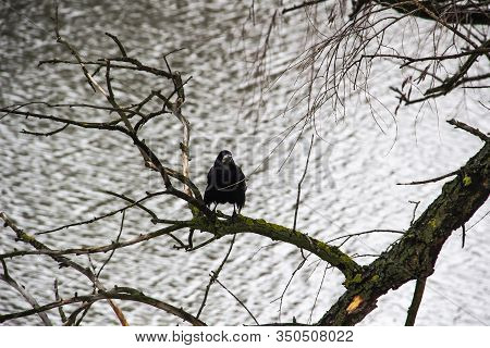 A Black Crow Sitting On The Branch Above River