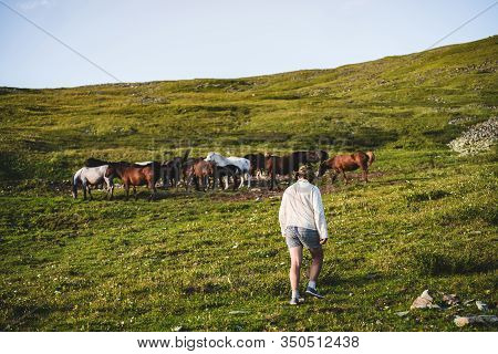 Cowboy Goes In Direction Of Beautiful Horses On Green Grassy Mountain Slope. Stableman With Herd Of 