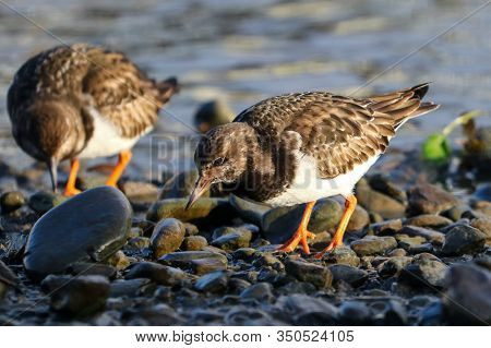 A Pair Of Turnstones Turning Over Rocks To Look For Food