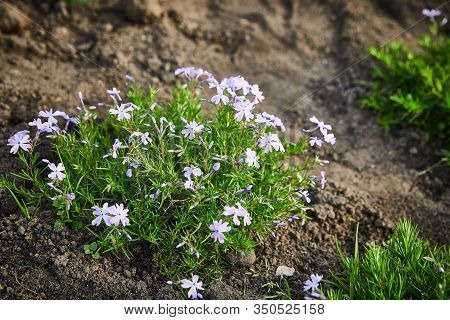 Coleonema Album Blooming Bush In The Soil On A Summer Day