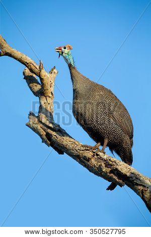Large Guineafowl Sitting High Up In A Dead Tree With Bright Blue Background