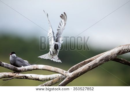 Whiskered Tern In Flight Landing On Branch With Wings Spread