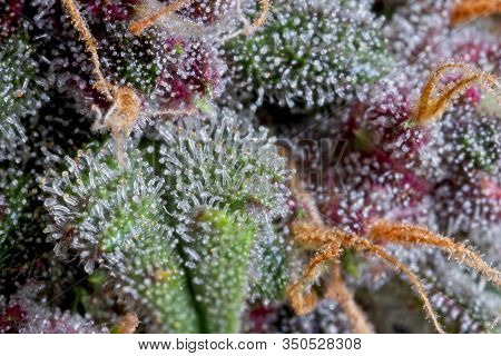 Trichomes On Cannabis Bud