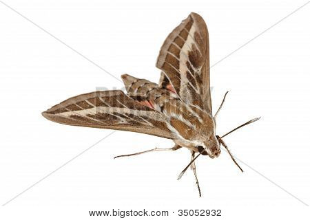Bedstraw เหยี่ยว moth หรือแกลเลียมสฟิงค์ (lat. Hyles Gallii) การแยกต่างหาก