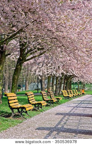 Empty Benches Under Blowing Sakura Trees In Park