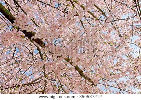 Sakura Cherry Trees In Park